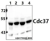 Anti-CDC37 antibody used in Western Blot (WB). GTX66645