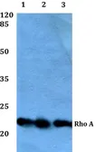 Anti-RhoA antibody used in Western Blot (WB). GTX66647