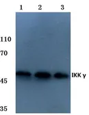 Anti-IKK gamma antibody used in Western Blot (WB). GTX66648