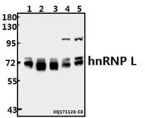 Anti-hnRNP L antibody used in Western Blot (WB). GTX66652