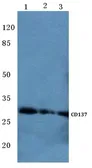 Anti-CD137 antibody used in Western Blot (WB). GTX66655