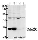 Anti-CDC20 antibody used in Western Blot (WB). GTX66665