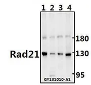Anti-Rad21 antibody used in Western Blot (WB). GTX66677