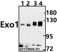 Anti-Exonuclease 1 antibody used in Western Blot (WB). GTX66681