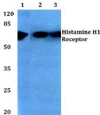 Anti-HRH1 antibody used in Western Blot (WB). GTX66696