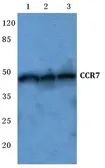 Anti-CCR7 antibody used in Western Blot (WB). GTX66697