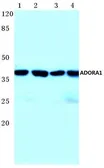 Anti-Adenosine A1 Receptor antibody used in Western Blot (WB). GTX66698