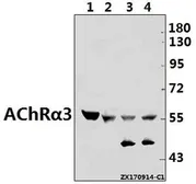 Anti-AChR alpha 3 antibody used in Western Blot (WB). GTX66702