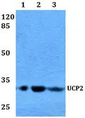 Anti-UCP2 antibody used in Western Blot (WB). GTX66704