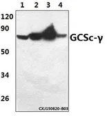 Anti-GCLC antibody used in Western Blot (WB). GTX66705