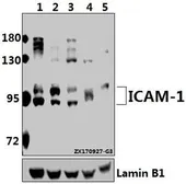Anti-ICAM1 / CD54 antibody used in Western Blot (WB). GTX66707
