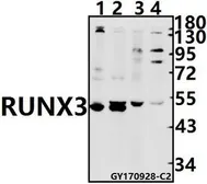 Anti-RUNX3 antibody used in Western Blot (WB). GTX66717