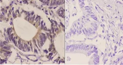 Anti-GluR2 antibody used in IHC (Paraffin sections) (IHC-P). GTX66722