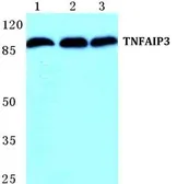 Anti-TNFAIP3 antibody used in Western Blot (WB). GTX66732