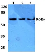 Anti-ROR gamma antibody used in Western Blot (WB). GTX66742