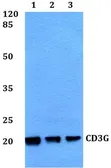 Anti-CD3 gamma antibody used in Western Blot (WB). GTX66759