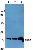Anti-CD8 alpha antibody used in Western Blot (WB). GTX66760