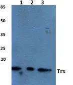 Anti-Thioredoxin antibody used in Western Blot (WB). GTX66767