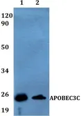 Anti-APOBEC3C antibody used in Western Blot (WB). GTX66774