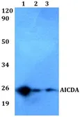 Anti-AICDA antibody used in Western Blot (WB). GTX66775