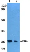 Anti-AICDA antibody used in Western Blot (WB). GTX66778