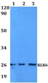 Anti-Kallikrein 6 antibody used in Western Blot (WB). GTX66779