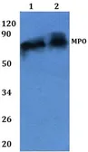 Anti-Myeloperoxidase antibody used in Western Blot (WB). GTX66790