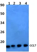 Anti-MCP3 antibody used in Western Blot (WB). GTX66794