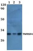 Anti-CD134 antibody used in Western Blot (WB). GTX66795
