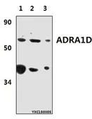 Anti-alpha 1d Adrenergic Receptor antibody used in Western Blot (WB). GTX66799