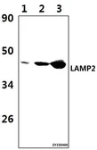Anti-LAMP2 antibody used in Western Blot (WB). GTX66812