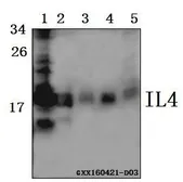 Anti-IL4 antibody used in Western Blot (WB). GTX66813