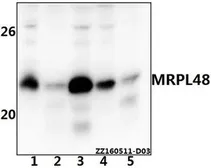 Anti-MRPL48 antibody used in Western Blot (WB). GTX66815