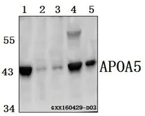 Anti-Apolipoprotein A5 antibody used in Western Blot (WB). GTX66816