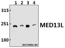 Anti-MED13L antibody used in Western Blot (WB). GTX66820