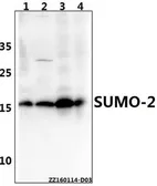 Anti-SUMO2 antibody used in Western Blot (WB). GTX66829