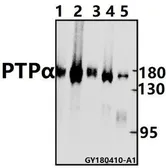 Anti-PTPRA antibody used in Western Blot (WB). GTX66835