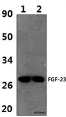 Anti-FGF23 antibody used in Western Blot (WB). GTX66836