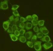 Anti-eIF2 alpha antibody [2E4] used in Immunocytochemistry/ Immunofluorescence (ICC/IF). GTX66838