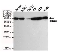 Anti-DDX3 antibody [6G8] used in Western Blot (WB). GTX66840