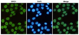 Anti-BRG1 antibody [6D7] used in Immunocytochemistry/ Immunofluorescence (ICC/IF). GTX66842