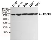 Anti-Ku80 antibody [8H1] used in Western Blot (WB). GTX66843