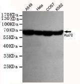 Anti-Ku70 antibody [7B1] used in Western Blot (WB). GTX66844