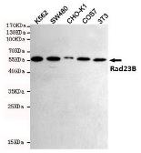 Anti-RAD23B antibody [5H1] used in Western Blot (WB). GTX66845
