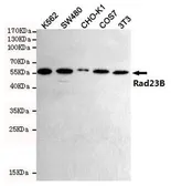 Anti-RAD23B antibody [5H1] used in Western Blot (WB). GTX66845
