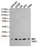 Anti-HP1 gamma antibody [5G10] used in Western Blot (WB). GTX66848
