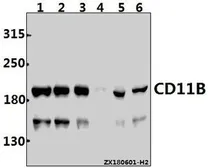 Anti-CD11b antibody [L1] used in Western Blot (WB). GTX66849