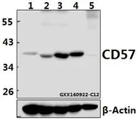 Anti-CD57 antibody [4G2] used in Western Blot (WB). GTX66850