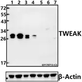 Anti-TWEAK antibody used in Western Blot (WB). GTX66870