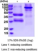 Human IL12 protein, His tag (active). GTX66877-pro
